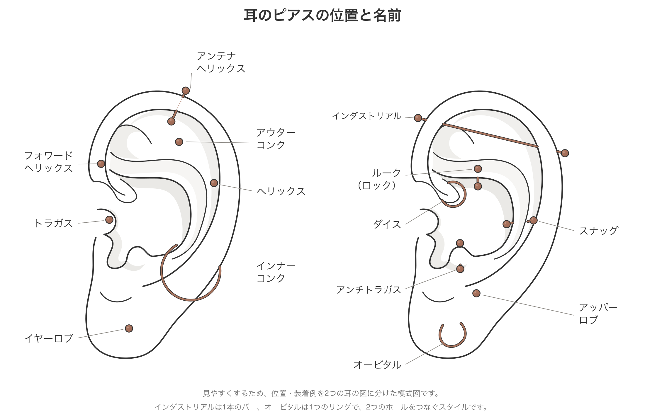 耳のピアスの位置と名前一覧の図